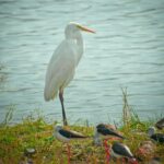 great egret standing near body of water