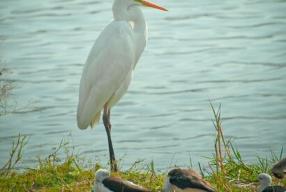great egret standing near body of water